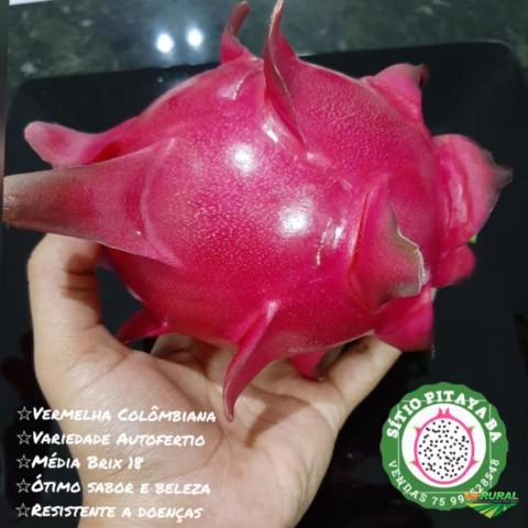 Pitayas mudas a venda Imagem Pitayas mudas a venda