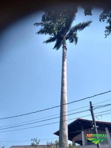 Imagem Vendo uma palmeira imperial muito grande Imagem Vendo uma palmeira imperial muito grande
