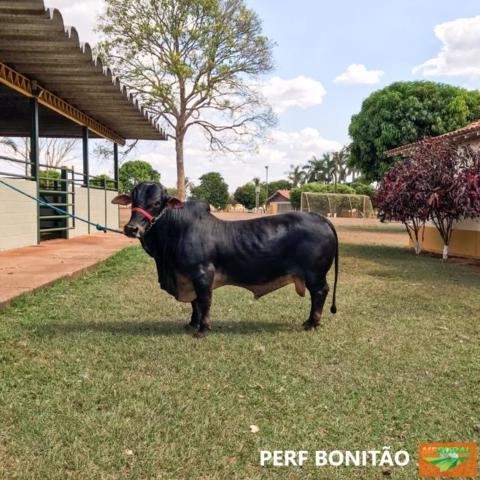 Bovinos Miniatura Imagem Bovinos Miniatura