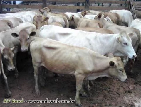 Vendo plantel Caracu - Touros, novilhas e vacas caracu PO