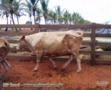 Vendo plantel Caracu - Touros, novilhas e vacas caracu PO Imagem Vendo plantel Caracu - Touros, novilhas e vacas caracu PO