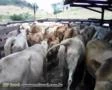 Vendo plantel Caracu - Touros, novilhas e vacas caracu PO