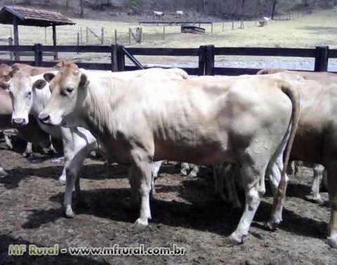 Vendo plantel Caracu - Touros, novilhas e vacas caracu PO