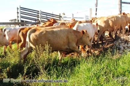 Vendo plantel Caracu - Touros, novilhas e vacas caracu PO Imagem Vendo plantel Caracu - Touros, novilhas e vacas caracu PO