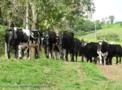 Vacas novas de excelente produção leiteira