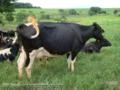 Vacas novas de excelente produção leiteira