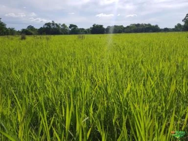 Vendo Fazendas p/ pecuária, plantação de soja e agricultura