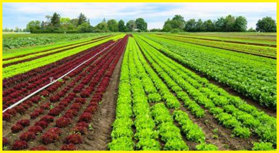 Procura-se Sócio investidor (GO) R$ 2.000.000,00 Imagem Procura-se Sócio investidor (GO) R$ 2.000.000,00