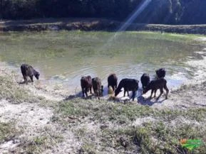 Venda Permanente De Búfalas, Bezerros ,Novilhas - Fazenda Recanto Da Alvorada