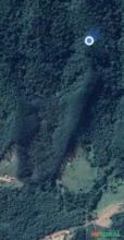 EUCALIPTO - Floresta de 16 hectares - 13 anos - Lenha ou Carvão
