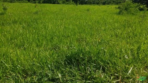 Fazenda com Aptidão para Pecuária, Piscicultura e Agronegócio em Geral. MT