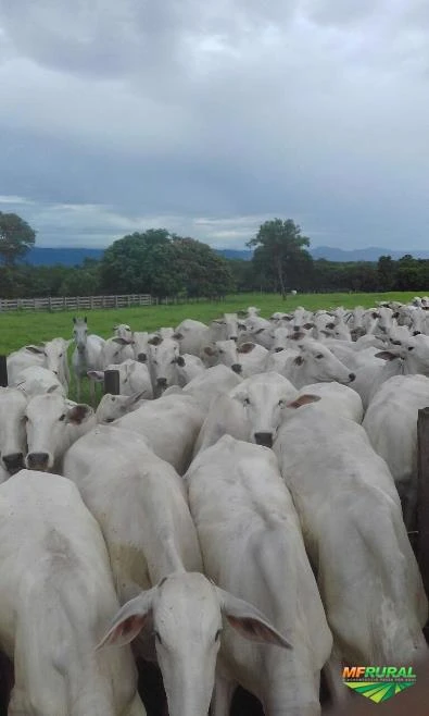 Fazenda com Aptidão para Pecuária, Piscicultura e Agronegócio em Geral. MT