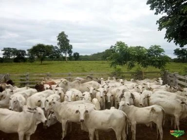 Fazenda com Aptidão para Pecuária, Piscicultura e Agronegócio em Geral. MT
