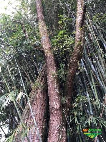 Vendo Bambu em Mairiporã-SP