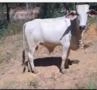 LOTE 11 BEZERROS MACHOS - MIMOSO DO SUL/ES Imagem LOTE 11 BEZERROS MACHOS - MIMOSO DO SUL/ES