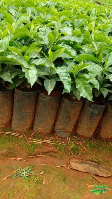 MUDAS DE CAFÉ Imagem MUDAS DE CAFÉ