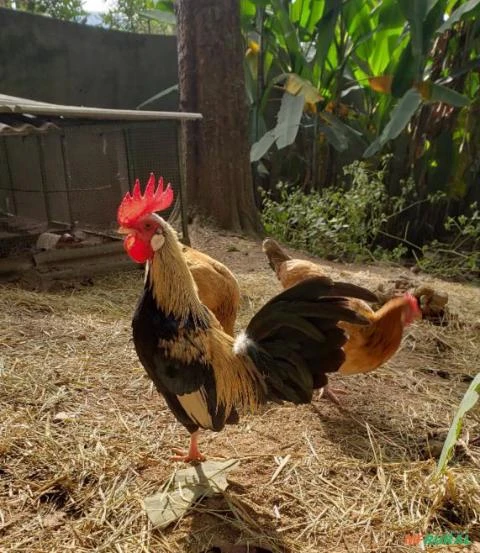 Vendo galos e galinhas garnizé - Região de Embu das Artes