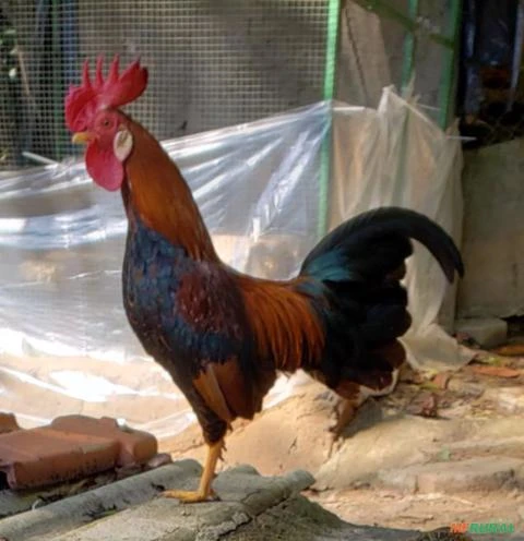 Vendo galos e galinhas garnizé - Região de Embu das Artes