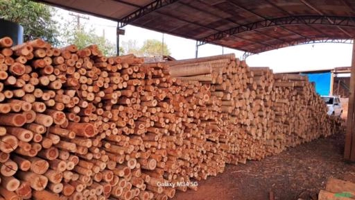 Eucalipto Tratado em Autoclave Imagem Eucalipto Tratado em Autoclave