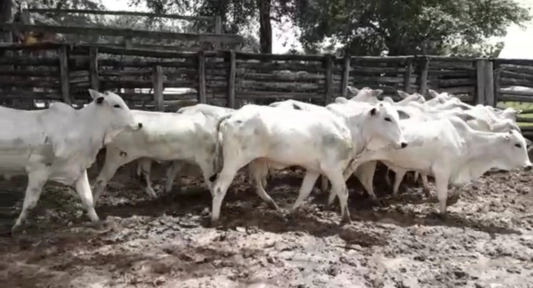 Novilhas Prenhas Imagem Novilhas Prenhas