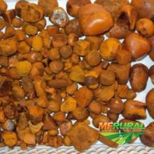 Vesícula de Fel Imagem Vesícula de Fel