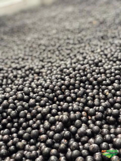 Imagem Açaí Premium Fino Imagem Açaí Premium Fino