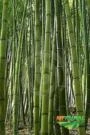 Varas de Bambu Cana da india