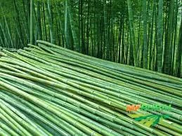 Varas de Bambu Cana da india