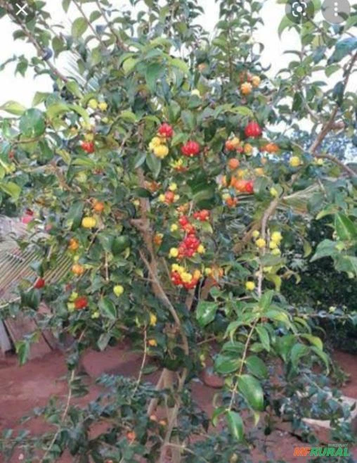 Mudas Frutífera produzindo