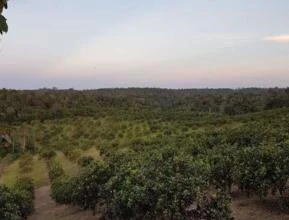 Fazenda 34 hectares no Amazonas