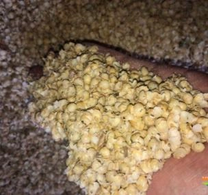 Depoimento de anúncio vendido Depoimento de anúncio vendido