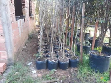 Árvores Nativas e ornamentais Imagem Árvores Nativas e ornamentais