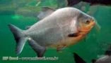 Peixe Pacu Vivo entre 25 a 30 kg