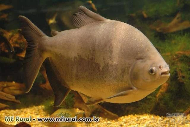 Peixe Pacu Vivo entre 25 a 30 kg