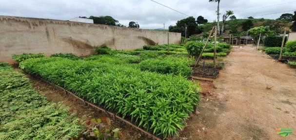 Mudas nativas Imagem Mudas nativas