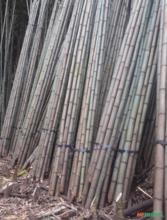 Bambu cana da india