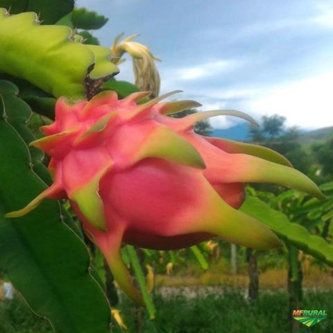 Fruta Pitaya ou Polpa de Pitaya Imagem Fruta Pitaya ou Polpa de Pitaya