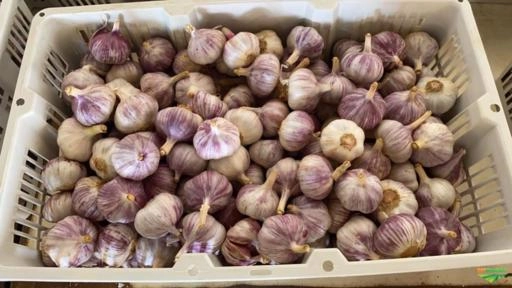 ALHO TRITURADO NATURAL- ENCARTELADO - MOLHOS E CREMES Imagem ALHO TRITURADO NATURAL- ENCARTELADO - MOLHOS E CREMES