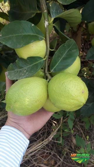 LIMÃO SICILIANO Imagem LIMÃO SICILIANO