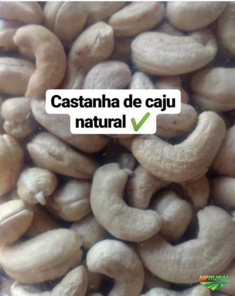 CASTANHAS DE CAJU