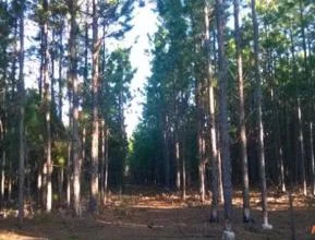Área de terra com floresta de pinus elliotti