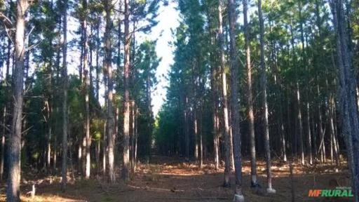 Área de terra com floresta de pinus elliotti
