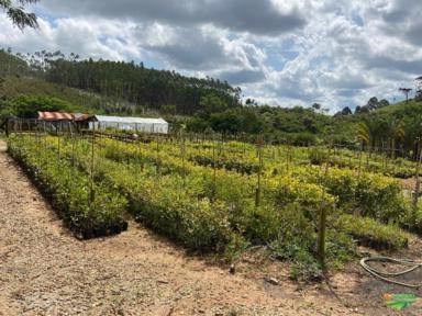 Imagem PALMEIRAS Imagem PALMEIRAS