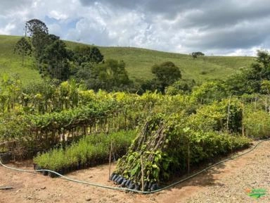 Imagem PALMEIRAS Imagem PALMEIRAS