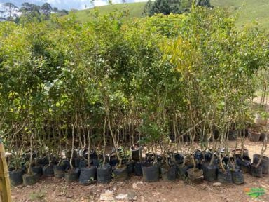 Imagem PALMEIRAS Imagem PALMEIRAS