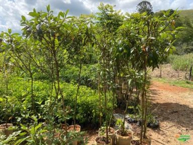 Imagem PALMEIRAS Imagem PALMEIRAS