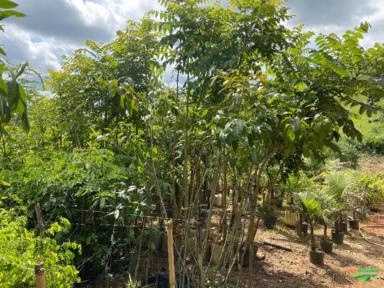 Imagem PALMEIRAS Imagem PALMEIRAS