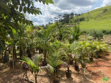 Imagem PALMEIRAS Imagem PALMEIRAS