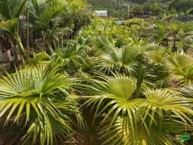 Imagem PALMEIRAS Imagem PALMEIRAS