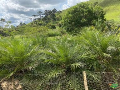 Imagem PALMEIRAS Imagem PALMEIRAS